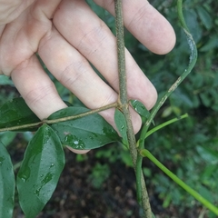 Strychnos cathayensis