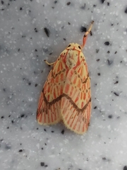Barsine striata