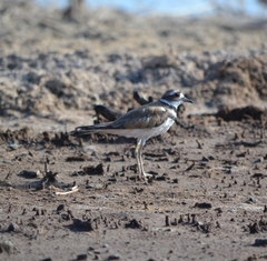 Charadrius vociferus