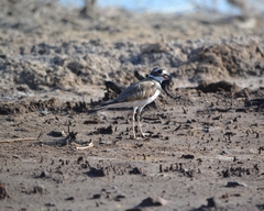 Charadrius vociferus