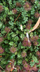 Acaena anserinifolia