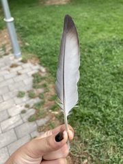 Columba livia domestica