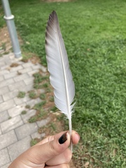 Columba livia domestica