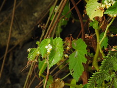 Begonia annobonensis image