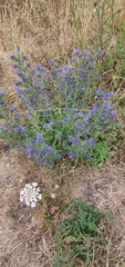 Echium vulgare