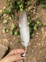 Columba livia domestica