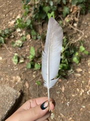 Columba livia domestica