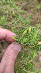 Oligotrophus juniperinus