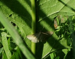 Psammotis pulveralis