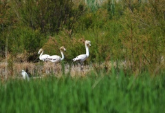Phoenicopterus roseus