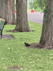 Sciurus carolinensis