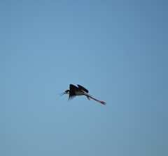 Himantopus mexicanus