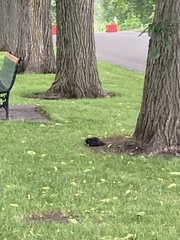 Sciurus carolinensis