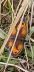 Pyronia tithonus