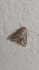 Parapoynx fluctuosalis