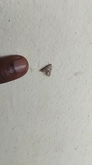 Parapoynx fluctuosalis