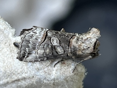 Spectacled Nettle Moth photo 3