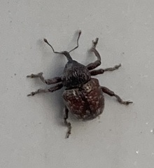 Chalcodermus collaris