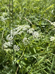 Cicuta virosa
