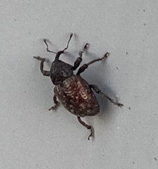 Chalcodermus collaris