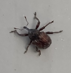 Chalcodermus collaris