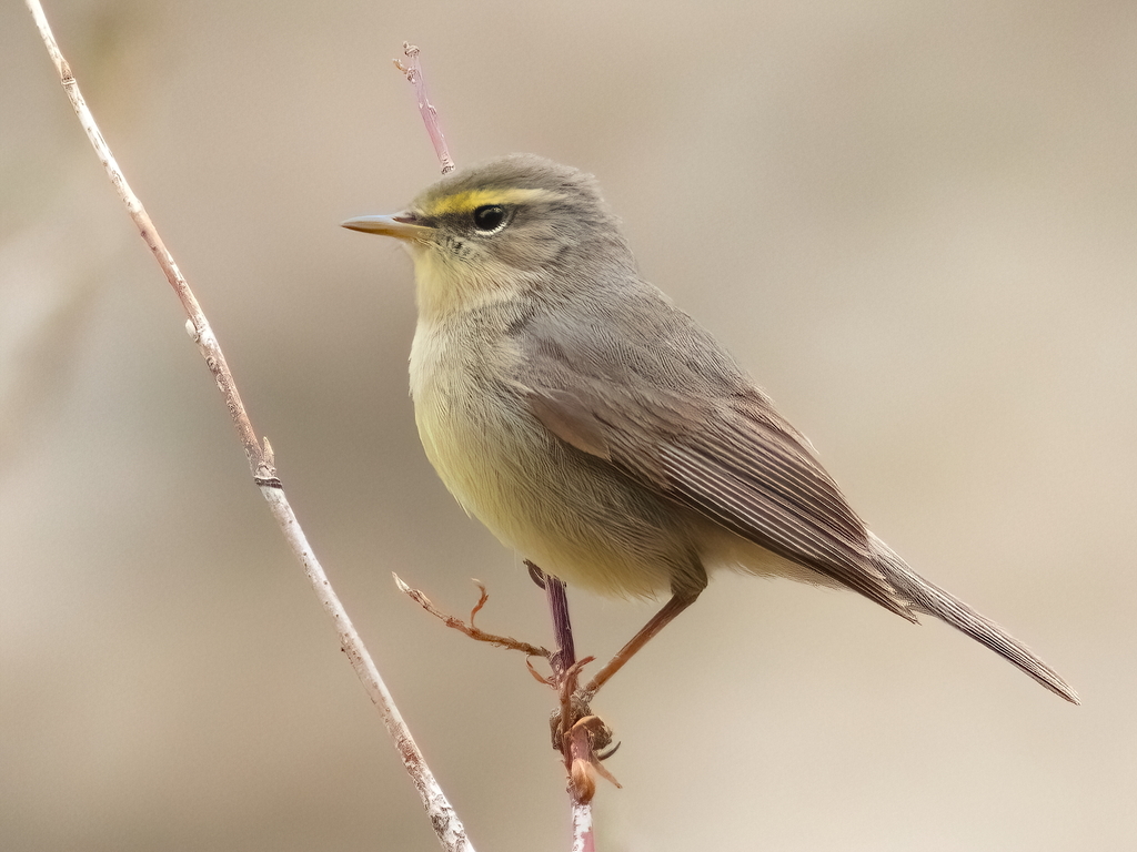 Sulphur-bellied Warbler photo