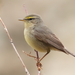 Sulphur-bellied Warbler - Photo (c) Stanislav Cherepushkin, some rights reserved (CC BY-NC), uploaded by Stanislav Cherepushkin