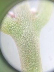 Rotheca myricoides