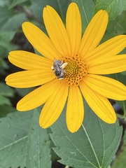 Melissodes denticulatus