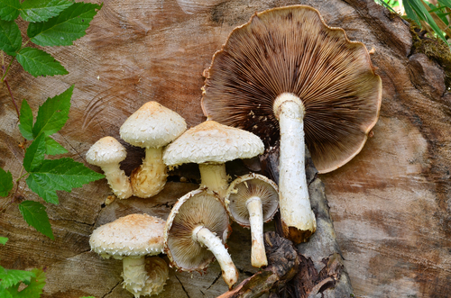 Destructive Pholiota