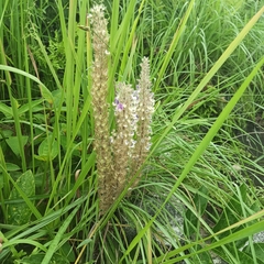 Uraria crinita
