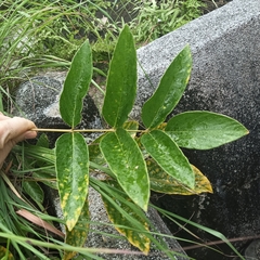 Uraria crinita