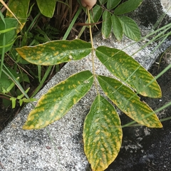 Uraria crinita