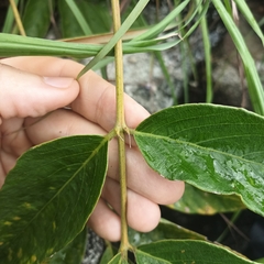 Uraria crinita