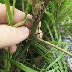 Uraria crinita