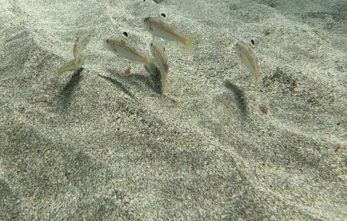 Salmonete de roche