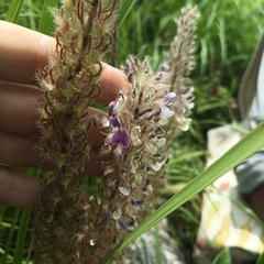 Uraria crinita