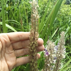 Uraria crinita