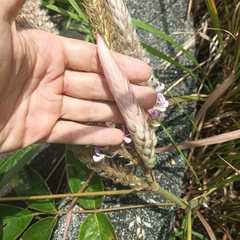 Uraria crinita