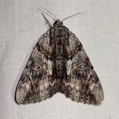 Catocala insolabilis