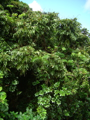 Heptapleurum ellipticum