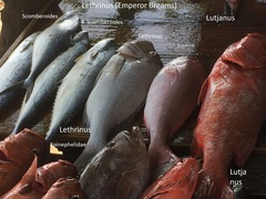 Actinopterygii