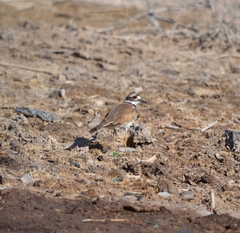 Charadrius vociferus