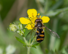 Didea intermedia
