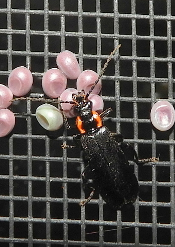 Red-sided Soldier Beetle