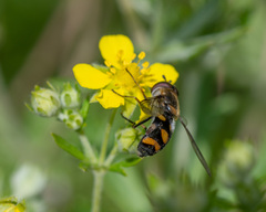 Didea intermedia