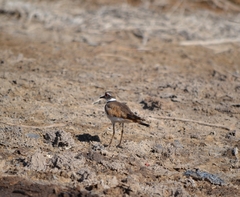 Charadrius vociferus
