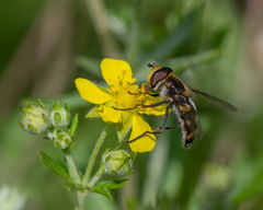 Didea intermedia