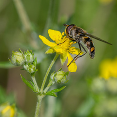 Didea intermedia