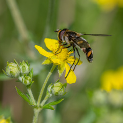 Didea intermedia